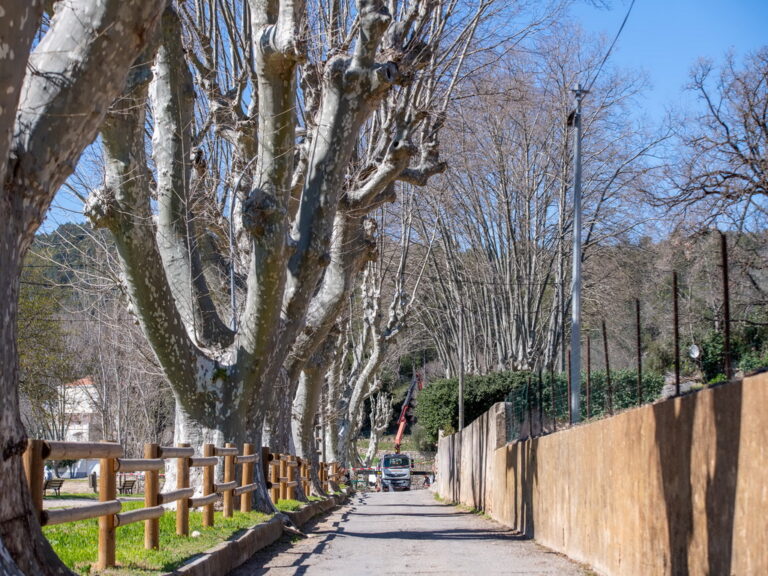 Mairie de Besse sur issole - élagage des platanes du lac