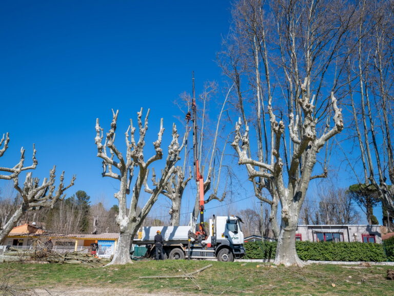 Mairie de Besse sur issole - élagage des platanes du lac