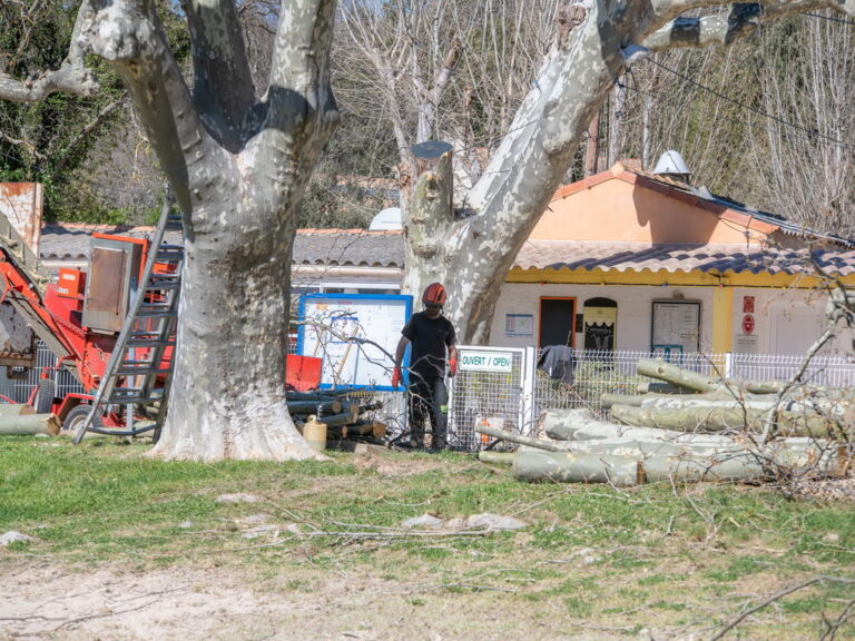 Mairie de Besse sur issole - élagage des platanes du lac