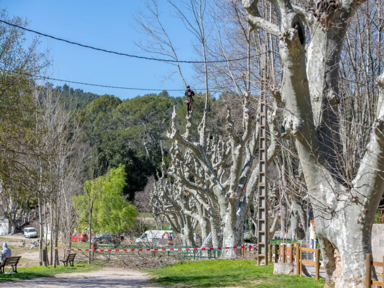 Mairie de Besse sur issole - élagage des platanes du lac