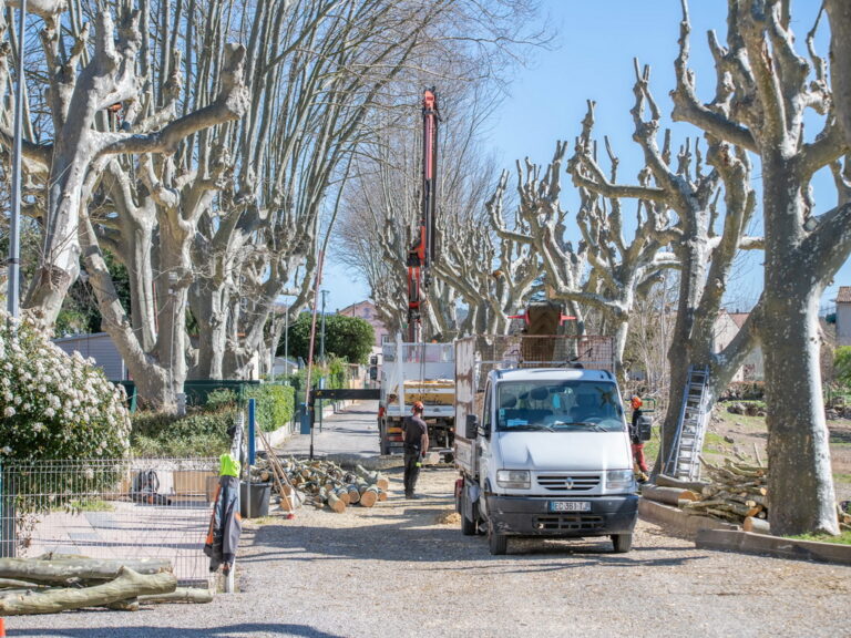 Mairie de Besse sur issole - élagage des platanes du lac