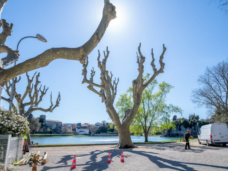 Mairie de Besse sur issole - élagage des platanes du lac