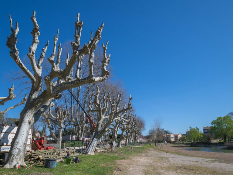 Mairie de Besse sur issole - élagage des platanes du lac