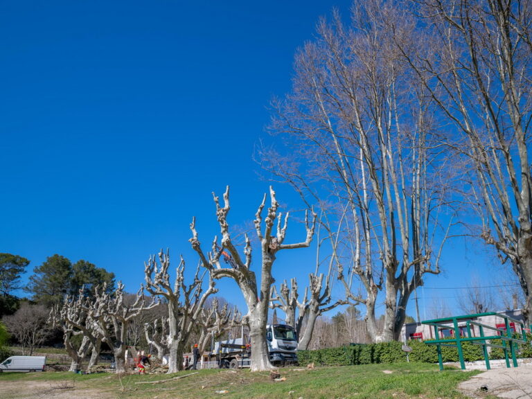 Mairie de Besse sur issole - élagage des platanes du lac