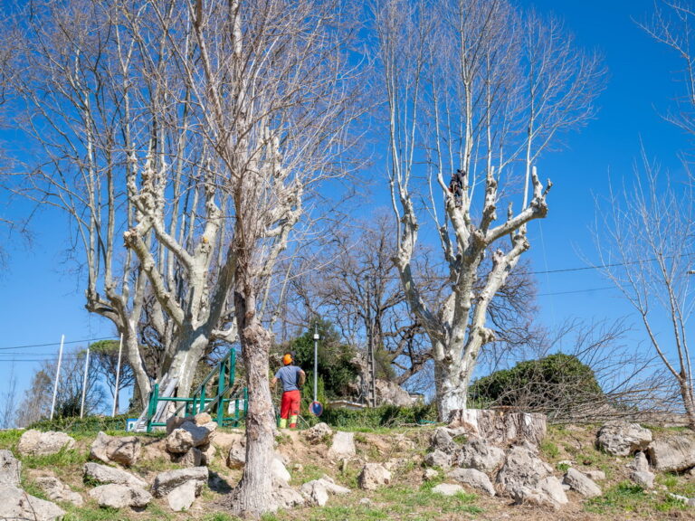 Mairie de Besse sur issole - élagage des platanes du lac