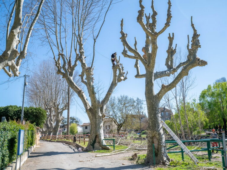 Mairie de Besse sur issole - élagage des platanes du lac